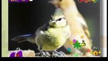 أنشودة غرد يا عصفوري
