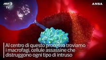 Sistema immunitario e vaccinazione