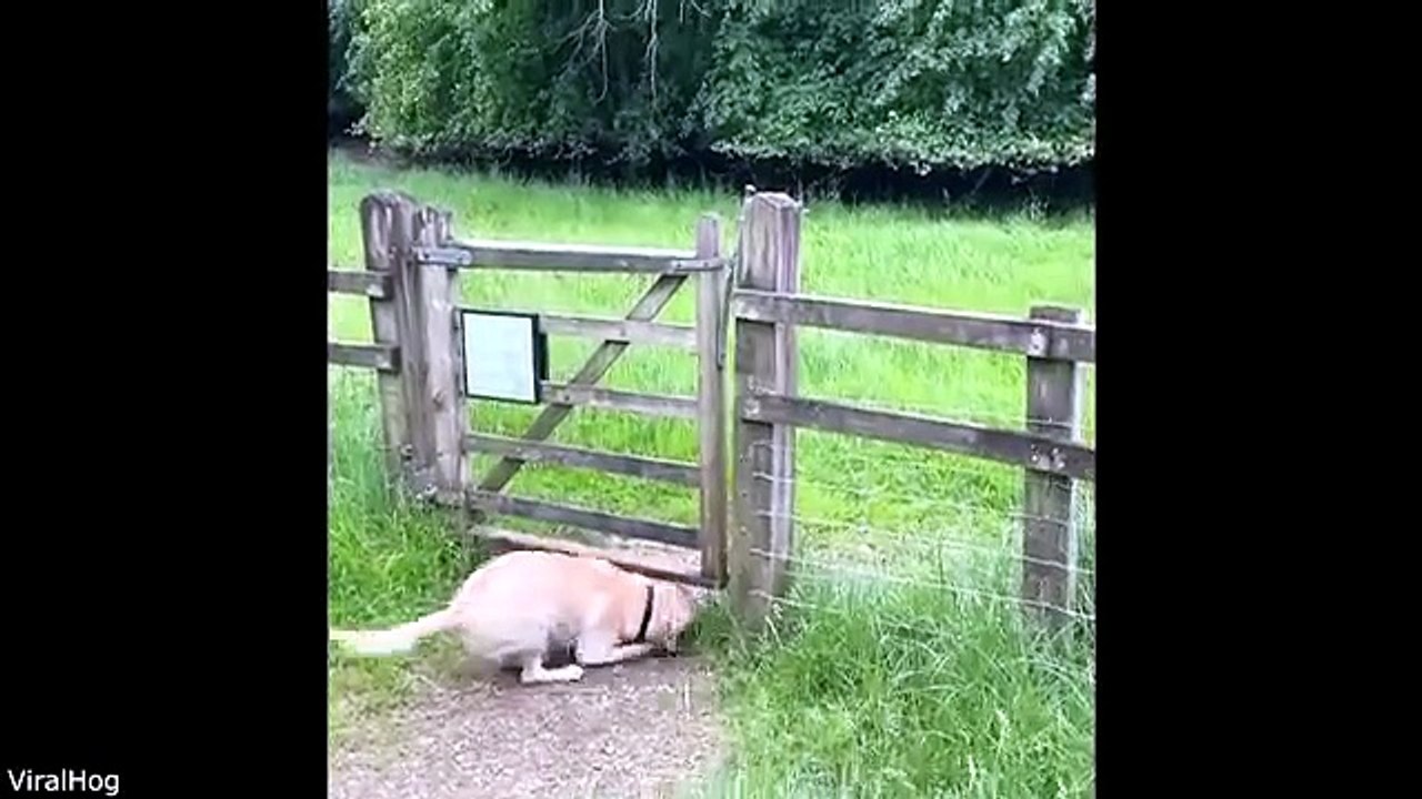 Praying Mantis Fights Off Snake