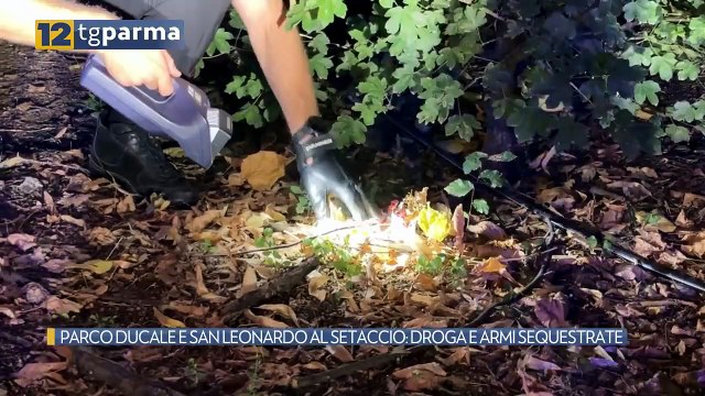 PARCO DUCALE E SAN LEONARDO AL SETACCIO: DROGA E ARMI SEQUESTRATE | PARCO DUCALE E SAN LEONARDO AL SETACCIO: DROGA E ARMI SEQUESTRATE
