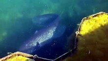 Iseo: la nuotata a riva del pesce siluro in caccia di agoni