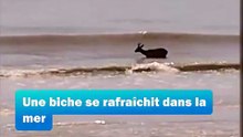 En pleine canicule, une biche se rafraîchit dans la mer en baie du Mont-Saint-Michel