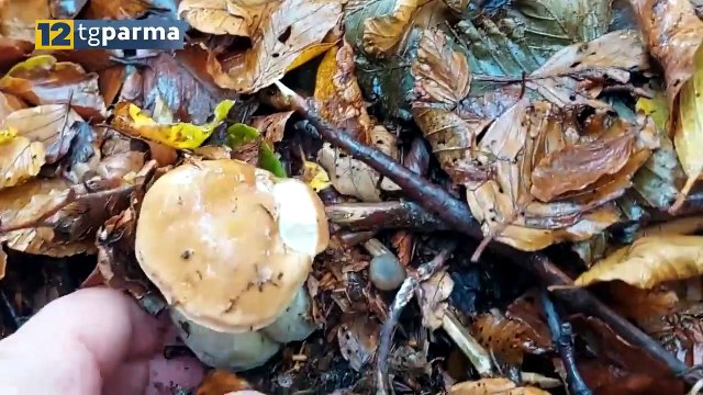QUATTRO CASI DI INTOSSICAZIONE DA FUNGHI NEGLI ULTIMI GIORNI | QUATTRO CASI DI INTOSSICAZIONE DA FUNGHI NEGLI ULTIMI GIORNI