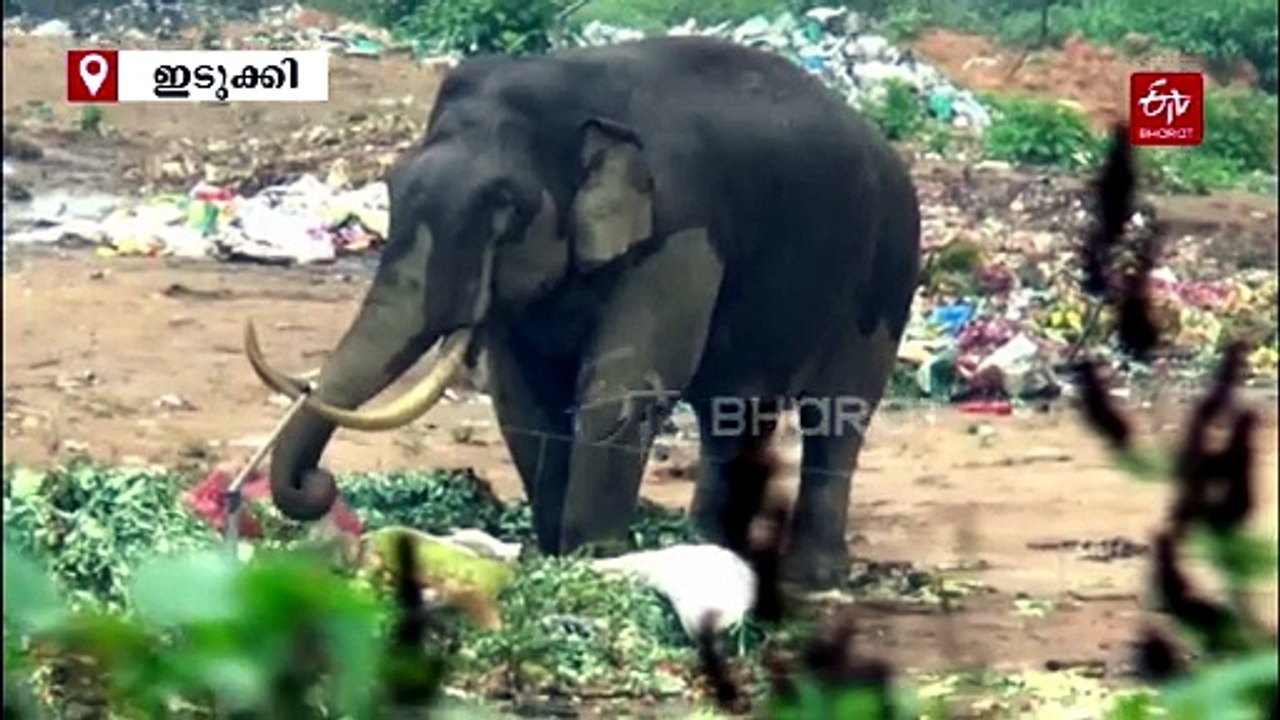 ''ശാന്തനാണ്... എങ്കിലും പേടിയുണ്ട്''... പച്ചക്കറി അവശിഷ്‌ടങ്ങൾ തേടി മാലിന്യ പ്ലാൻ്റിൽ സ്ഥിരം സന്ദർശകനായി പടയപ്പ