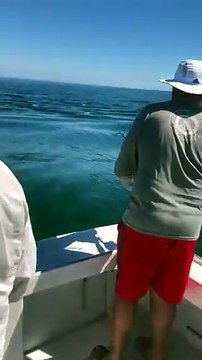 Il pescatore cattura il pesce, ma arriva uno squalo e...