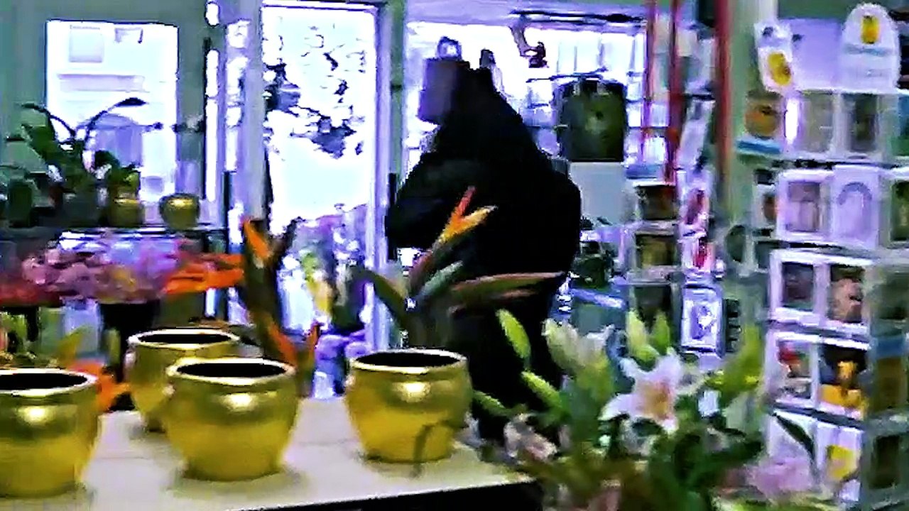 The Room (2003) Edited to 5 Minutes of Chaos (+ 5 Unhinged Fun Facts)