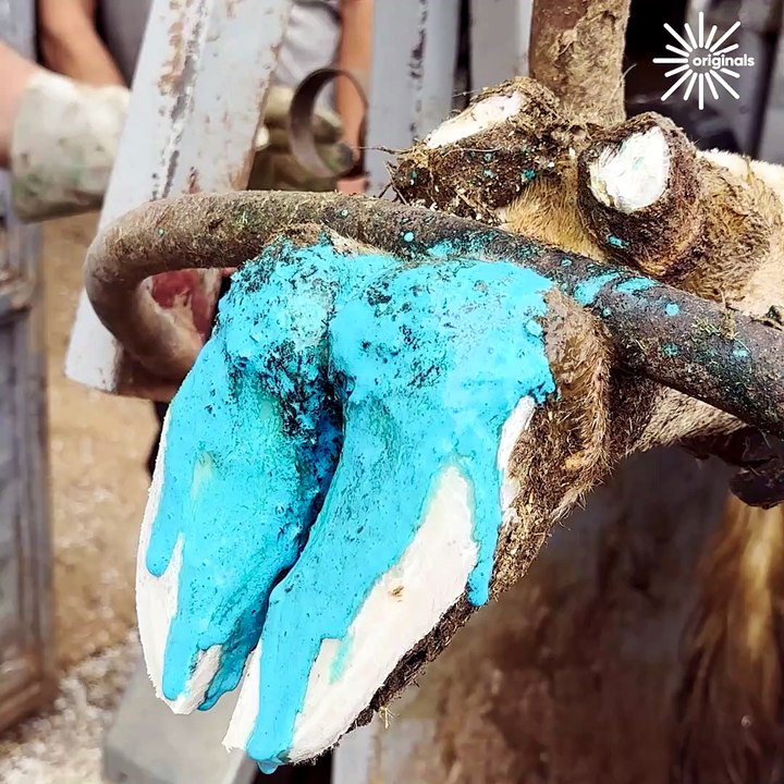 Cow's dehydrated hoof is in an extremely critical condition!