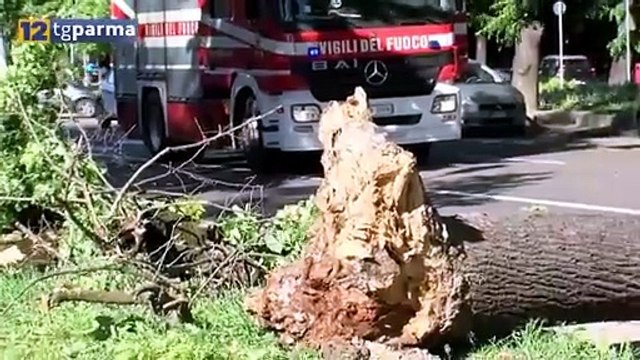 Piante cadute, Alinovi: Le manutenzioni continuano Video