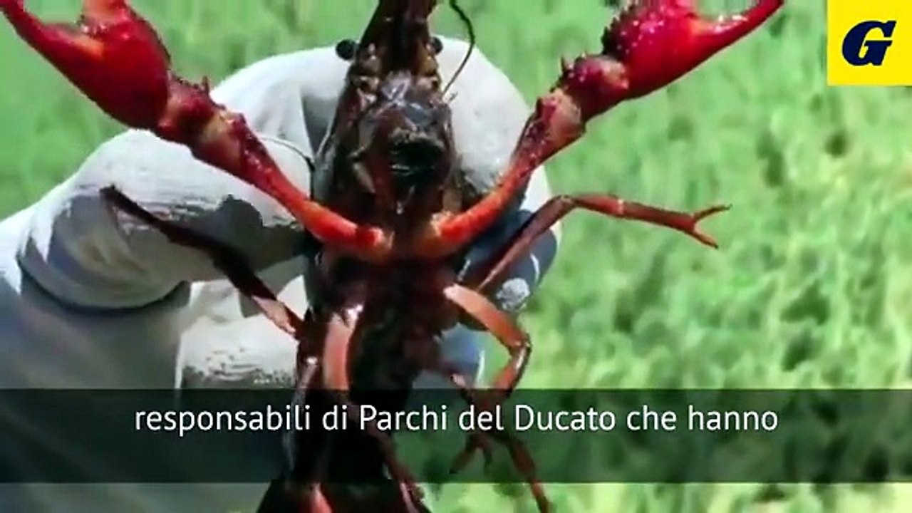 Granchio Killer