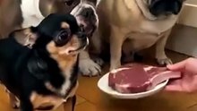 Chihuahua is not happy