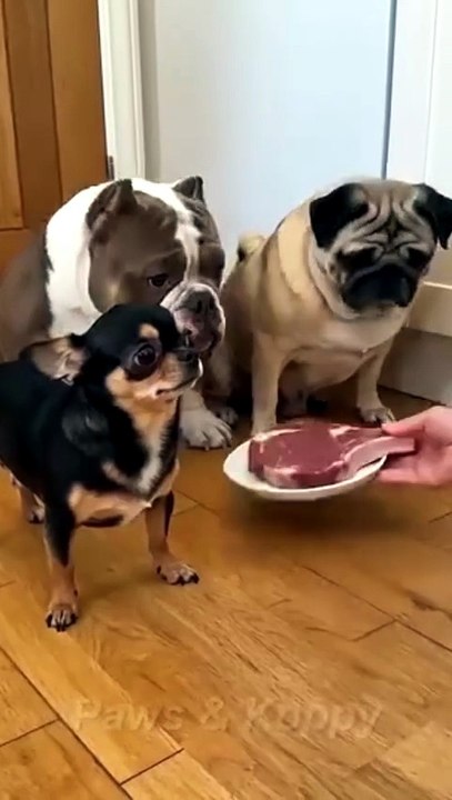 Chihuahua is not happy