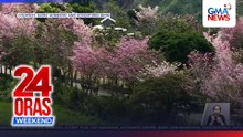 Kalsada sa Impasug-ong, Bukidnon, tadtad ng mga punong mala-cherry blossoms | 24 Oras Weekend