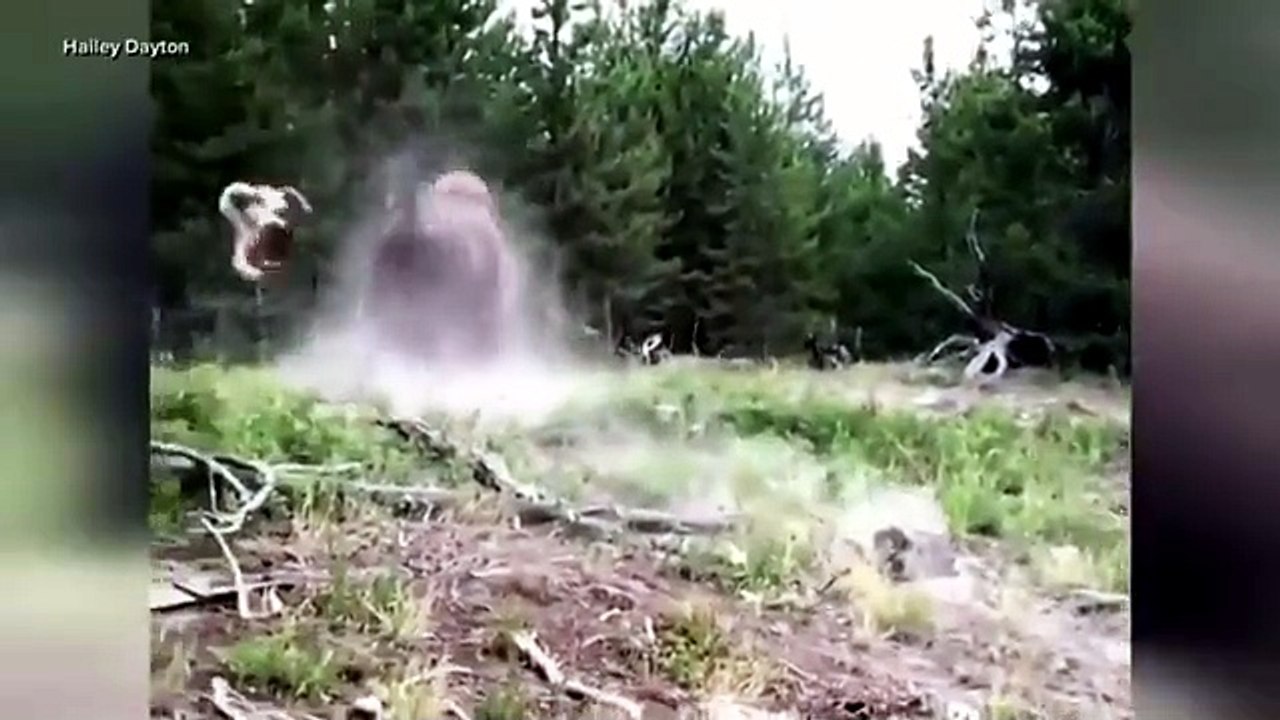 Bufalo attacca turisti nel parco