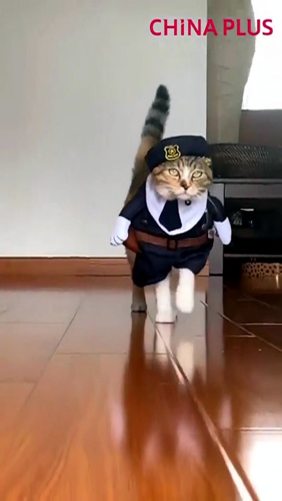 video virale gatto