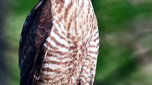 This Innocent Bird is Actually a Silent Killer! 😳🦅