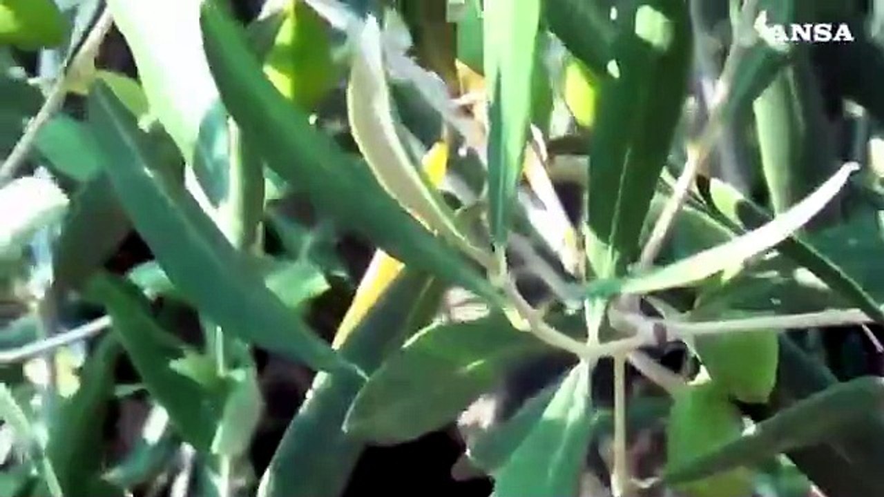 L'Ue conferma allarme Xylella, contagio da 5,5 miliardi