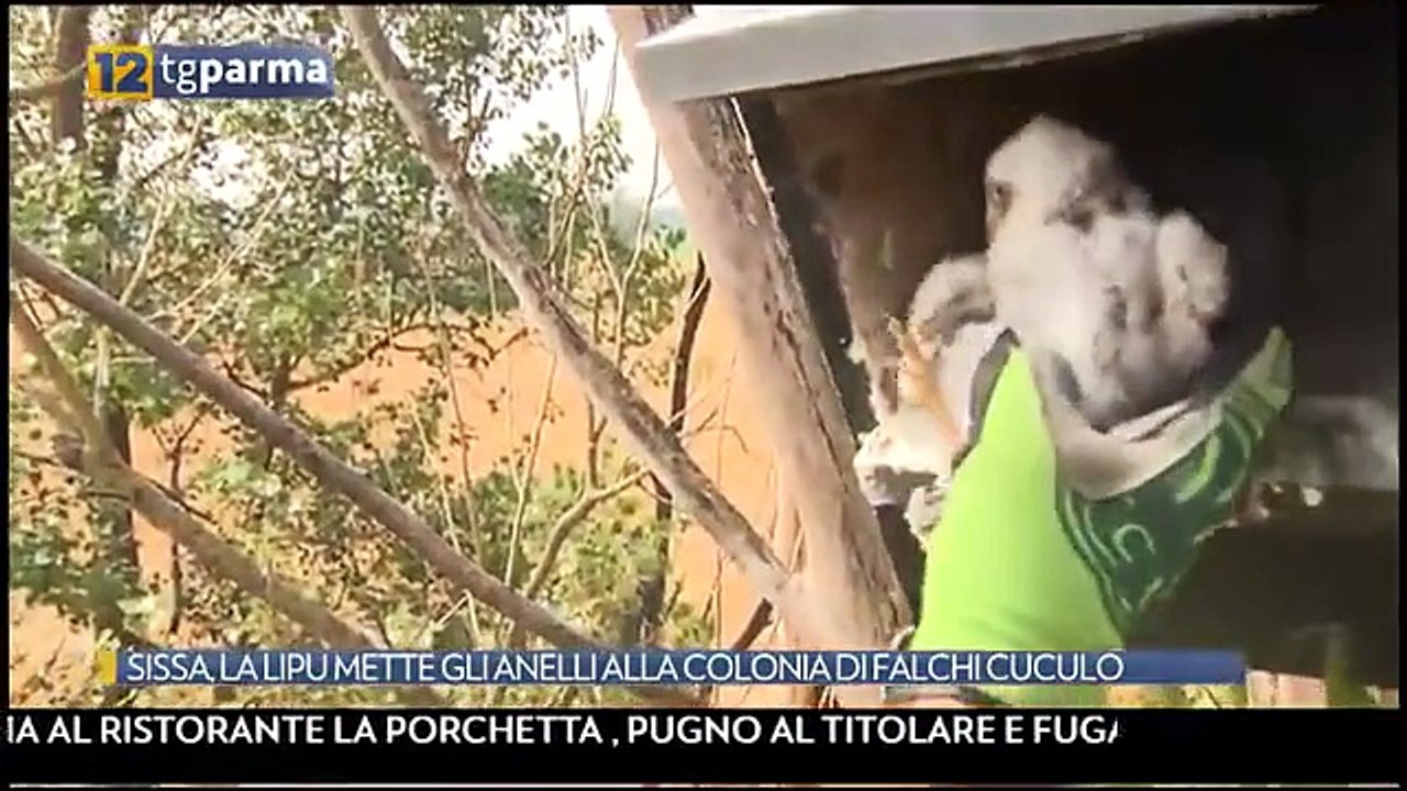 falchi cuculo