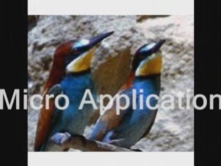 Les parades nuptiale