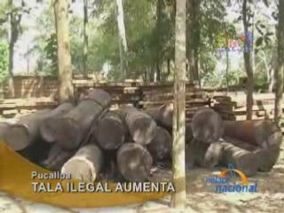 TALA ILEGAL AUMENTA - PUCALLPA