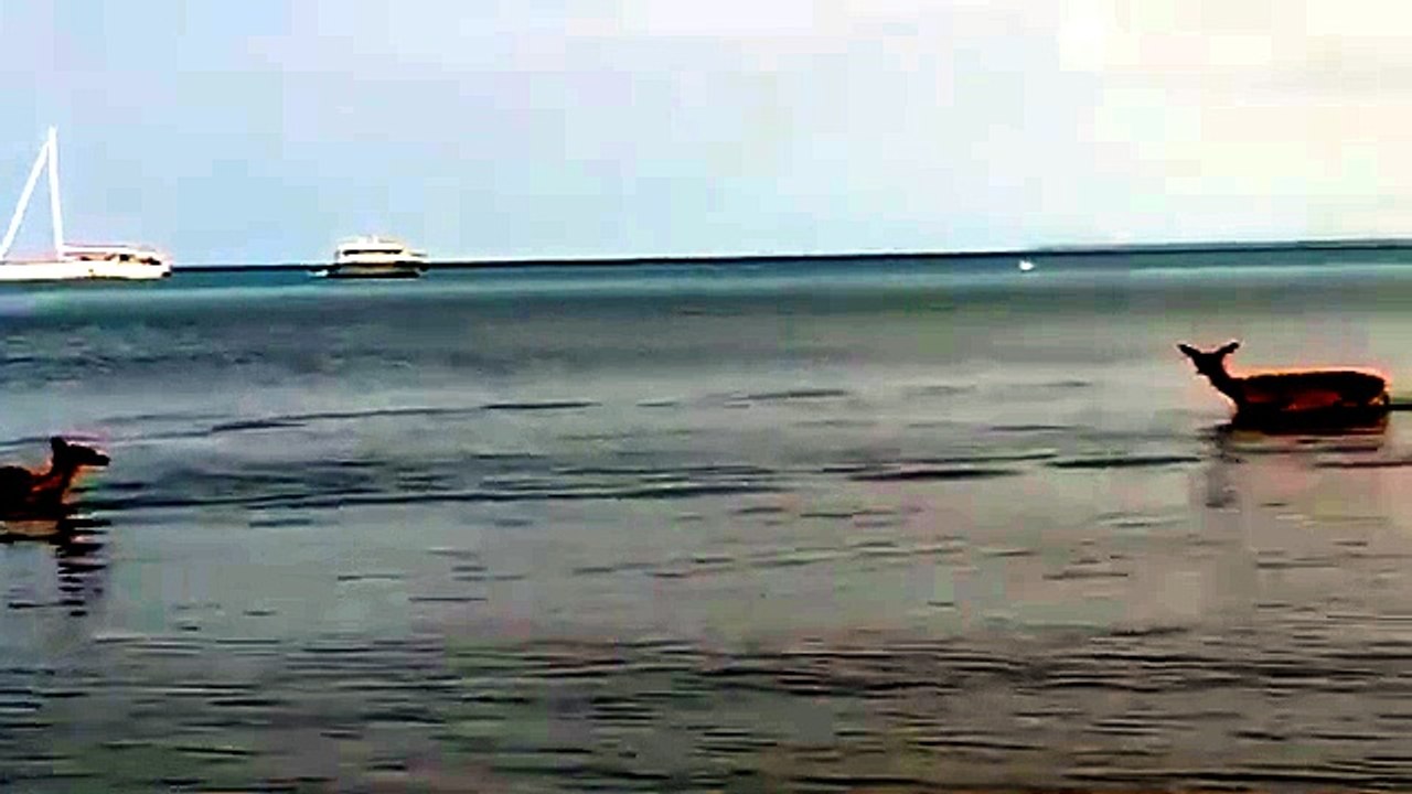 Daini al mare
