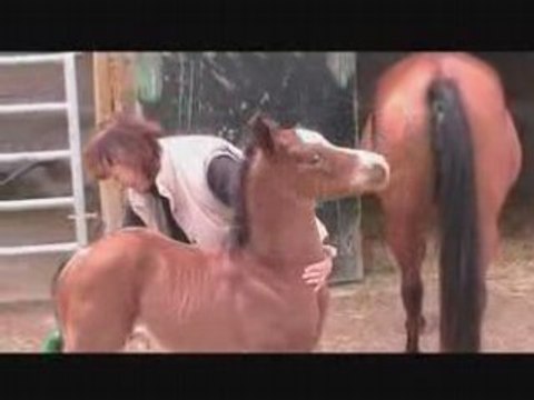 Al Wahed des Chaumes