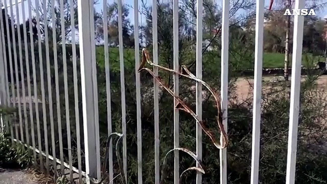 Ostia: sradicato "Albero legalita'",a luglio divelta targa