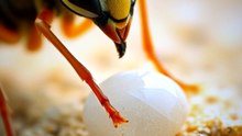 This Wasp is Smaller Than Sand