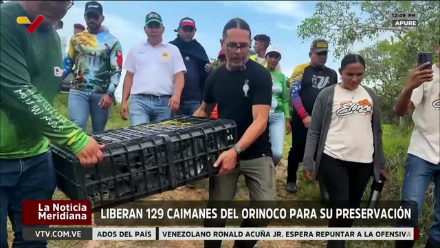 Apure | Más de 120 caimanes del Orinoco han sido liberados para garantizar su preservación