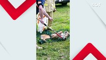 Onça-pintada atropelada na BR-376 não resiste e morre após tentativa de resgate em Tibagi
