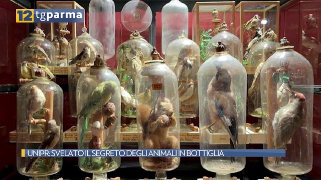 UNIPR: SVELATO IL SEGRETO DEGLI ANIMALI IN BOTTIGLIA | UNIPR: SVELATO IL SEGRETO DEGLI ANIMALI IN BOTTIGLIA
