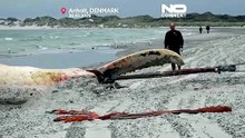 La ballena jorobada 'Timmy' llega a la costa de una isla danesa
