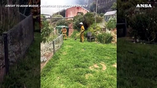 Incendi in Australia, pompieri mettono in salvo un koala