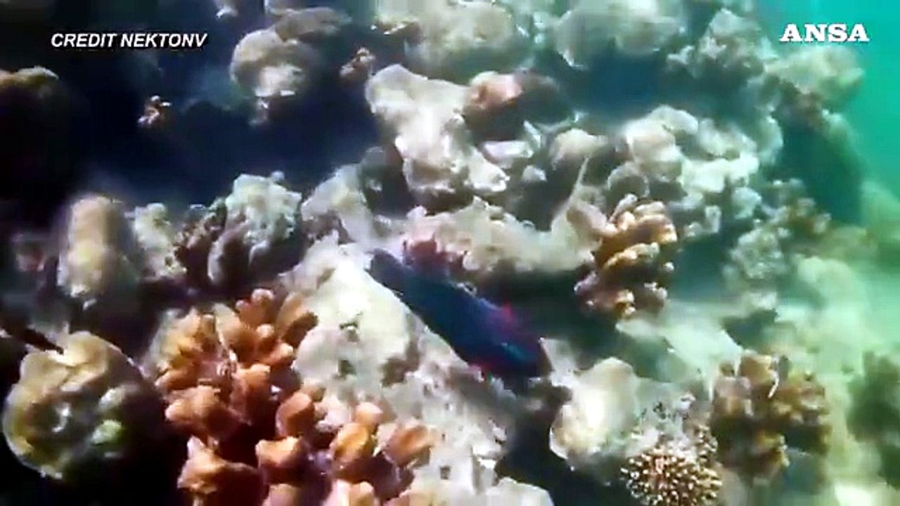 Barriere coralline e calotta polare minacciate dal cambio clima