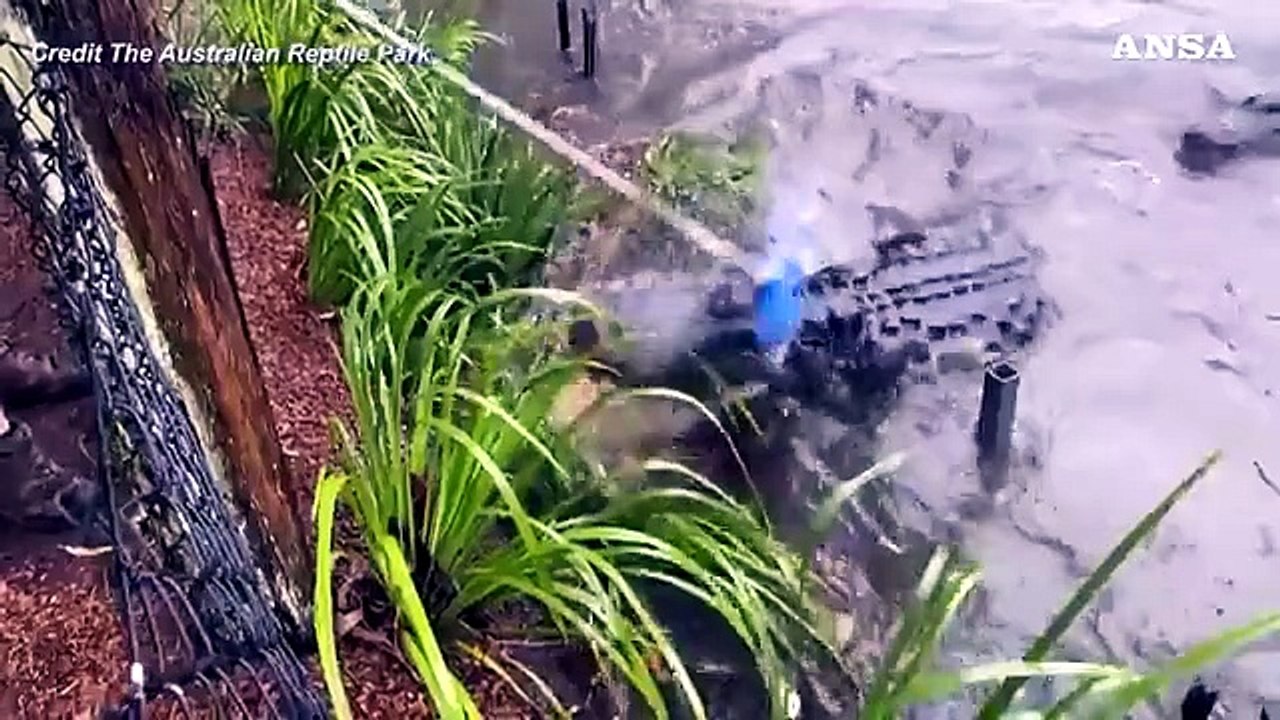 Arriva la pioggia in Australia, inondato il Reptile Park