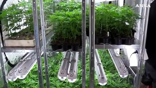 Via libera a cannabis a tavola, boom da taralli a birra