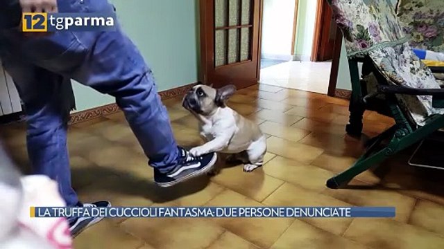 LA TRUFFA DEI CUCCIOLI FANTASMA: DUE PERSONE DENUNCIATE | LA TRUFFA DEI CUCCIOLI FANTASMA: DUE PERSONE DENUNCIATE