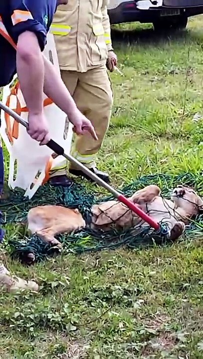 PRF e veterinário resgatam onça-parda atropelada na BR-376, mas ela não sobrevive