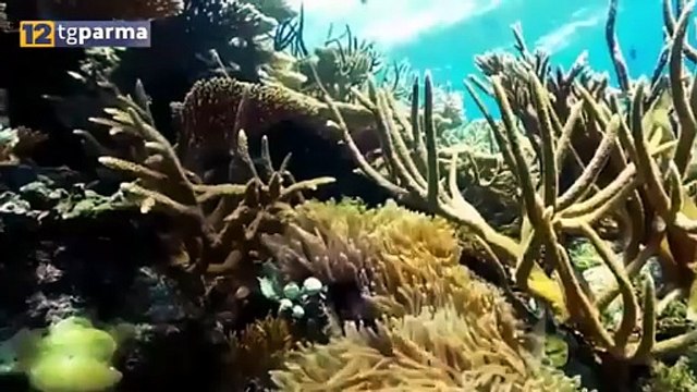 VACANZE A NEW YORK E ALLE MALDIVE, I PARMIGIANI SPENDONO PER LE VACANZE