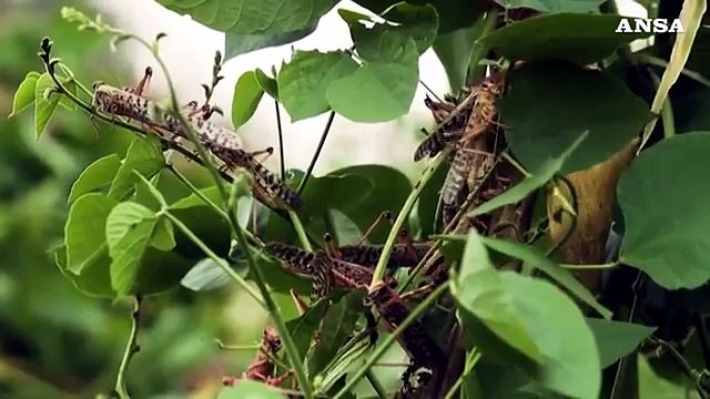 Allarme locuste, la Somalia dichiara lo stato di emergenza