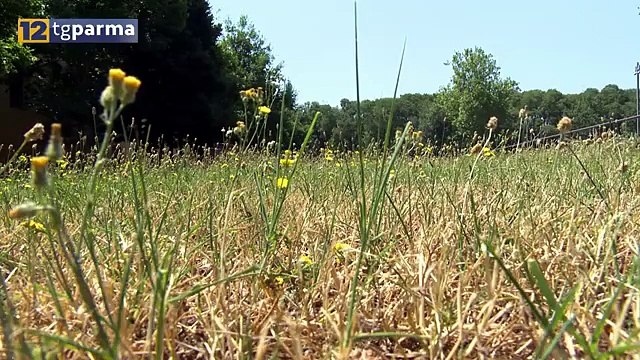 METEO: ESTATE 2019 LA QUINTA PIU' CALDA DI SEMPRE A PARMA