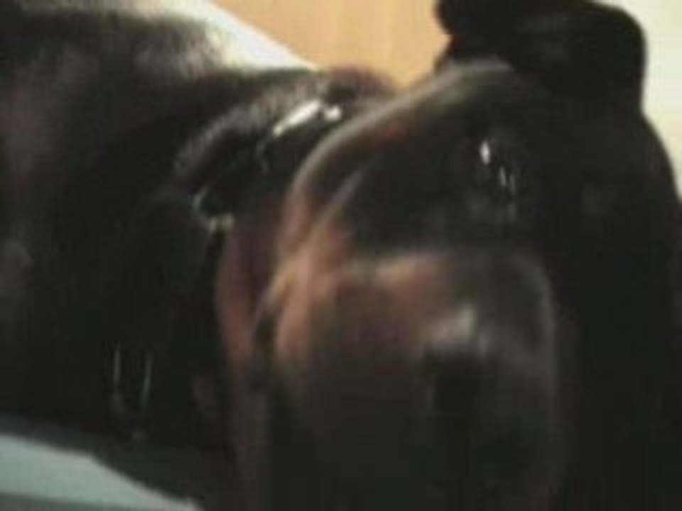 le regard dramatique du Chien de maison