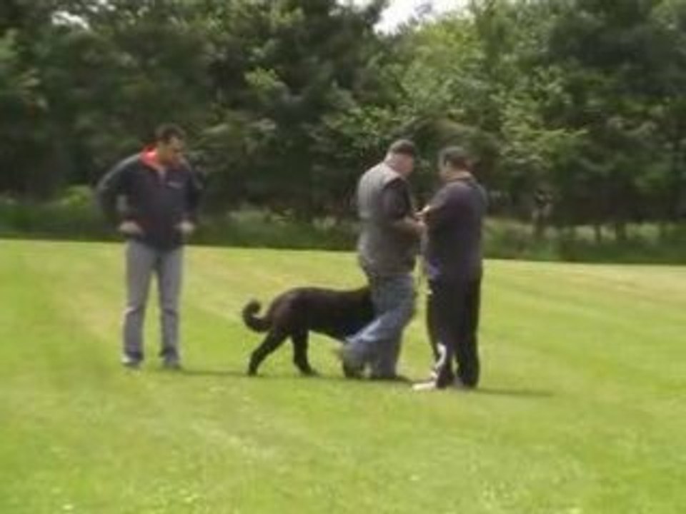 IPO: Chivas (Bouvier) - appel (obedience) part two