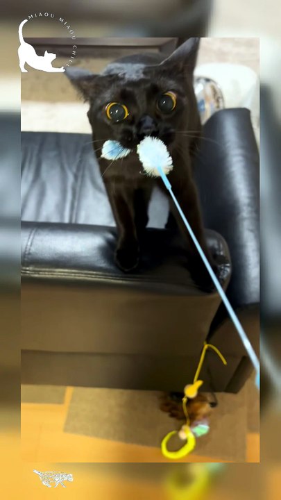 Funny Black Cat Video: This Determined Kitty Refuses to Let Go of Its Toy!
