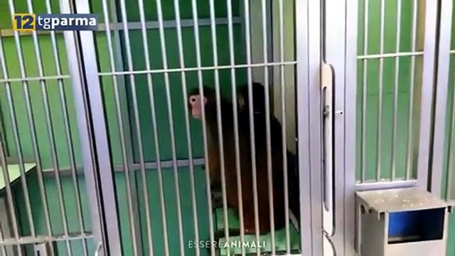 RICERCA SUI MACACHI, PRESIDENTE LAV INDAGATO DALLA PROCURA DI PARMA
