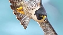 Incredible Peregrine Falcon and Pelican Flying in Coastal Sky