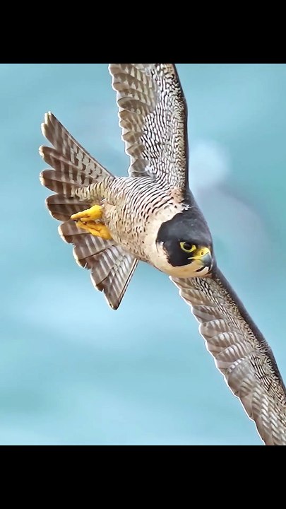 Incredible Peregrine Falcon and Pelican Flying in Coastal Sky