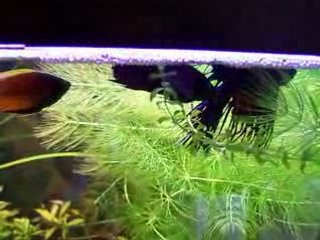 Bettas video 002