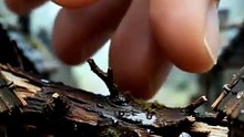 How A Giant Hand Cleared The Road For Tiny Humans! 😱 #shorts
