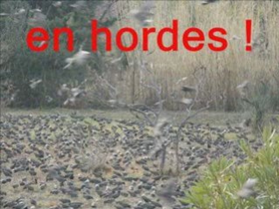 Les oiseaux