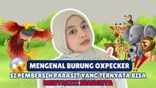 Mengenal Oxpecker, Si Pembersih Parasit yang Ternyata Bisa Menyakiti Inangnya-Serius Ini Hewan?